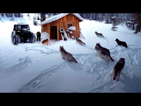 Видео: СТАЯ ВОЛКОВ ПОДОШЛА К ТАЁЖНОЙ ИЗБЕ! БЕСПОКОЙНАЯ НОЧЬ в ЛЕСУ. ЧУТЬ НЕ СЛУЧИЛОСЬ "ЧП"!