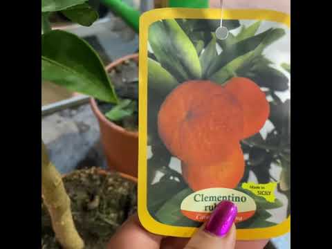 Видео: Обзор клементины, мандарины и цитроны