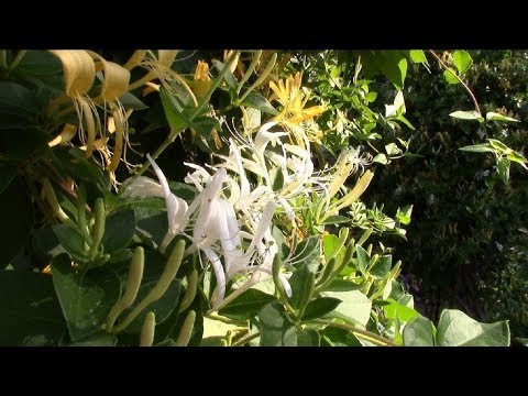 Видео: Жимолость каприфоль.  Почему и как я обрезаю весной кусты жимолости каприфоль ?!