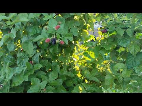 Видео: Ежевика Холлс Бьюти,2 и 3 летние кусты.12 августа 2023