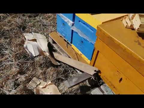 Видео: В деревянном улье корпус пеноулика для хорошей зимовке.