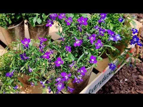 Видео: ВЫСАЖИВАЙТЕ ЛОБЕЛИЮ ПРАВИЛЬНО, ЧТОБЫ ПРИУМНОЖИТЬ И ПОЛУЧИТЬ ПЫШНОЕ ЦВЕТЕНИЕ ДО МОРОЗОВ!!!