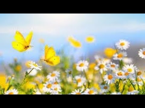 Видео: Видео для танцев  лето и зима. Гомель и Мирский замок Беларусь