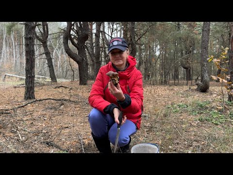 Видео: ЛЕС🌲 ГЛАЗА РАДУЮТСЯ А РУКИ СОБИРАЮТ❗️