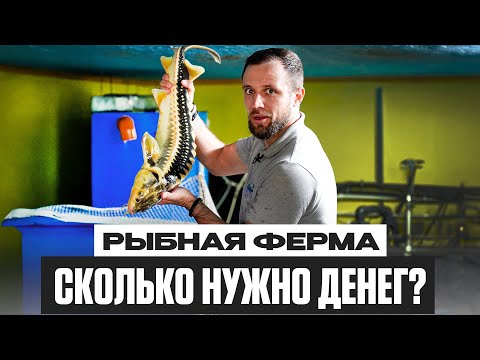 Видео: Бизнес на РЫБЕ в 2025 году. Сколько ДЕНЕГ нужно для ПОСТРОЙКИ ФЕРМЫ?
