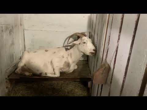 Видео: Опять про коз//Ставим снегозадержатели на крышу дома//