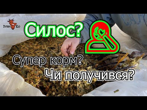 Видео: 🌽Силос із кукурудзи! Результат дивує завжди 👍👌