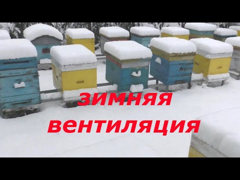 Видео: ВЕНТИЛЯЦИЯ в ульях зимой. ДАДАНЫ, ЛЕЖАКИ, ППУ.