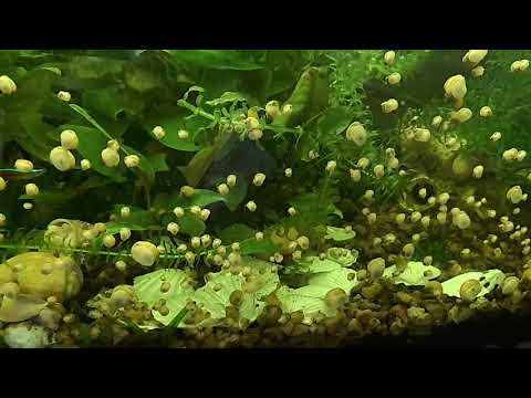 Видео: Почему гибнут ампулярии.