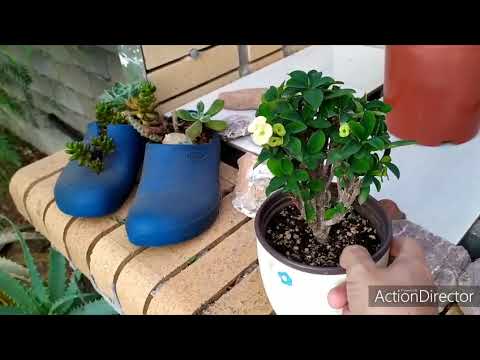 Видео: Еупфорбии(Молочай)моя коллекция#4 Euphorbia my collection#4