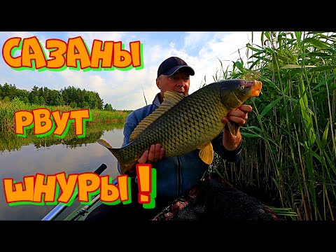 Видео: САЗАНЫ ТЯНУТ так , что НЕ МОГУ ОСТАНОВИТЬ ИХ ! Рыбалка на БОКОВОЙ КИВОК .