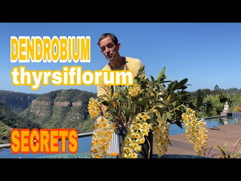 Видео: Почему ваш Dendrobium thyrsiflorum не цветёт — полное руководство по уходу и цветению