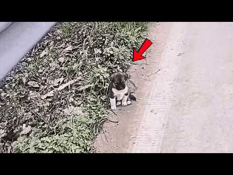 Видео: Четыре щенка без чувства опасности забыты у обочины, между машинами и набережной, в большой беде.