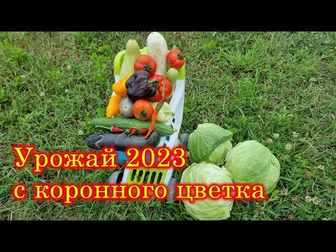 Видео: Ранний урожай овощей. Обзор растений Ответы на вопросы. Почему все растёт.