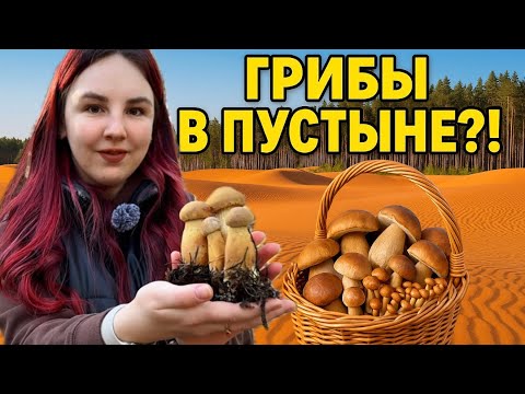 Видео: Грибная охота в сердце Польши: белые, маслята, опята 🤩🍄