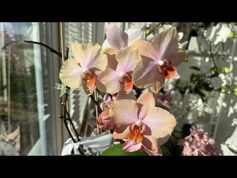 Видео: Словила Солнце 🦋☀️! Каскады цветущих орхидей, новые роспуски и цветоносы
