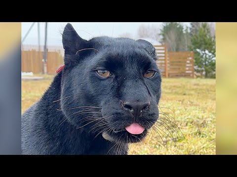 Видео: Забавный день с пантерой Луной ( по-вертикали)