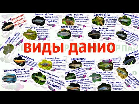 Видео: Виды Данио