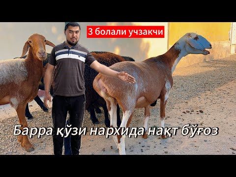 Видео: Егизакчи она бола қўйлар Ва нақт бўғоз қўйлар Отабек арзончидан