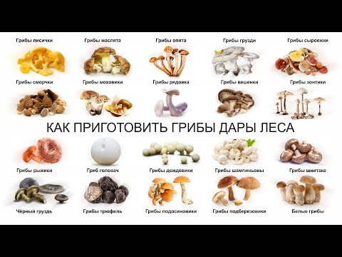 Видео: КАК ПРИГОТОВИТЬ ГРИБЫ ДАРЫ ЛЕСА