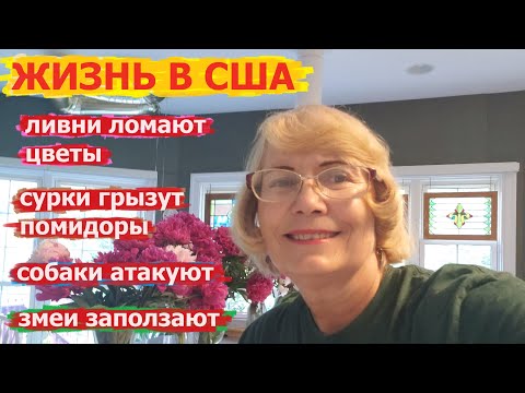 Видео: Деревня в США - не только красивая природа, но и змеи, злые собаки и другие напасти.