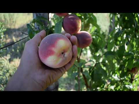 Видео: Персик Алибланка (30 августа 2019) - Агро Сад питомник саженцев