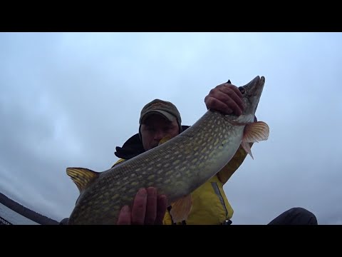 Видео: Нахимовское озеро. Рыбалка 9.11.25.