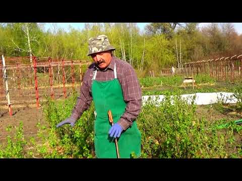 Видео: Смородина и крыжовник перед цветением. Не  опоздайте  провести эти обязательные работы!