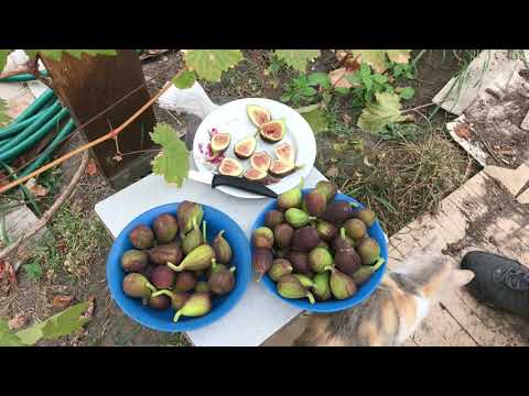 Видео: Обрезка и формировка инжира