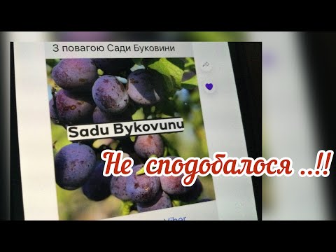 Видео: Розсадник  САДИ БУКОВИНИ .., навіть не знаю  що сказати ...