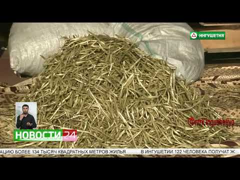 Видео: Соблюдайте правила безопасности при сборе черемши