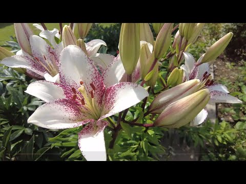 Видео: Мамины цветы. Вечером уехали в боулинг