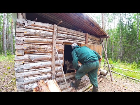 Видео: НАШЁЛ ЗАБРОШЕННУЮ ИЗБУ НА ОЗЕРЕ, ЖИВУ ОДИН В ЛЕСУ