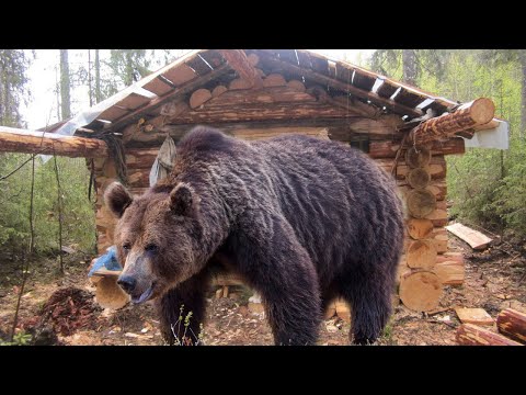 Видео: 💥ДВАЖДЫ ИЗБЕЖАВШИЙ ГИБЕЛИ в глухой тайге! Случай в тайге!