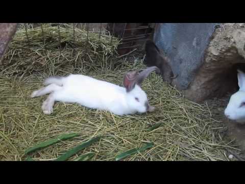 Видео: Кролики в яме 29 мая 2016 краткое содержание