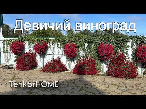 Видео: Девичий виноград все плюсы и минусы !