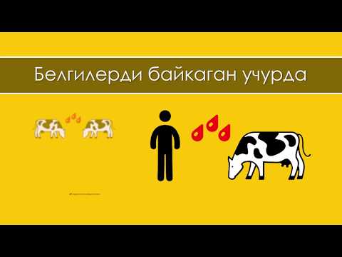 Видео: Кышкы сүттү кантип көбөйтсө болот?