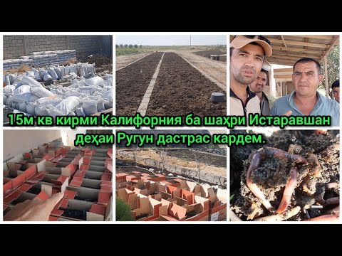 Видео: Мизоҷи навбати аз шаҳри Истаравшан деҳаи Ругун 15 кв кирми Калифорния харидори карданд.