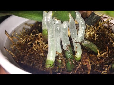 Видео: Корни орхидеям нарастить очень просто!!!)) показываю примеры..