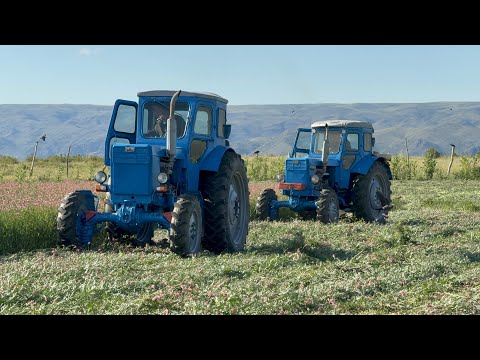 Видео: Т-40 самый хорошый трактор для сенокоса. Косим люцерну двумя Т-40