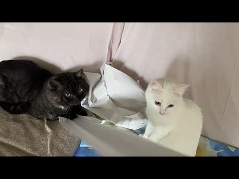 Видео: На даче у друзей 🐶😺🤗