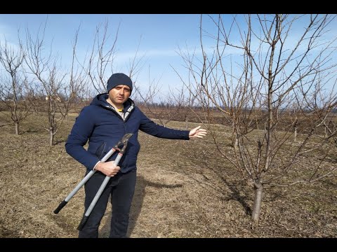 Видео: Обрезка сливы весной. Обрезка диплоидной сливы. Обрезка сливы веретено. Как обрезать сливу.