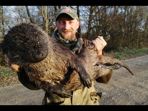 Видео: Ловил бобра а поймал выдру. Охота на выдру, бобра, ондатру капканами
