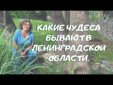 Видео: Пальмы, туевики и ... какие чудеса бывают в Ленинградской области.