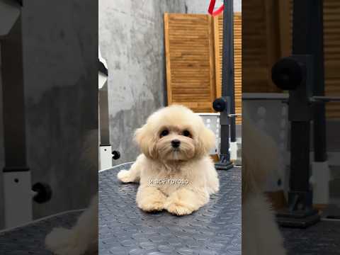 Видео: Первый груминг щенка мальтипу по имени Маффин в @petfectgrooming  #maltipoo #грумингмосква #щенки