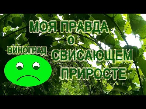 Видео: Виноград Отказываюсь От Свисающего прироста Почему У Меня не Получилось