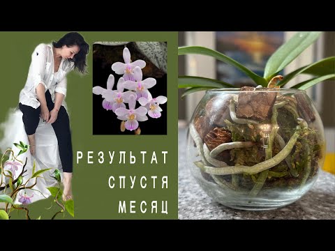 Видео: СЕКРЕТЫ✨ из-за ЧЕГО подростки обросли корнями!