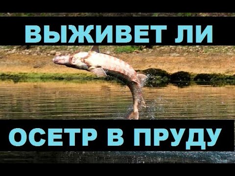 Видео: ВЫЖИВЕТ ЛИ ОСЕТР В ПРУДУ