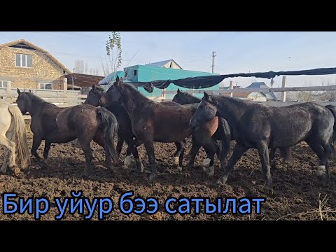 Видео: Бир уйур бээ сатылат тел:+996 777 310 185 Айгыры менен Абакан жылкылары.