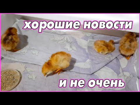 Видео: Хорошие новости, и не очень...